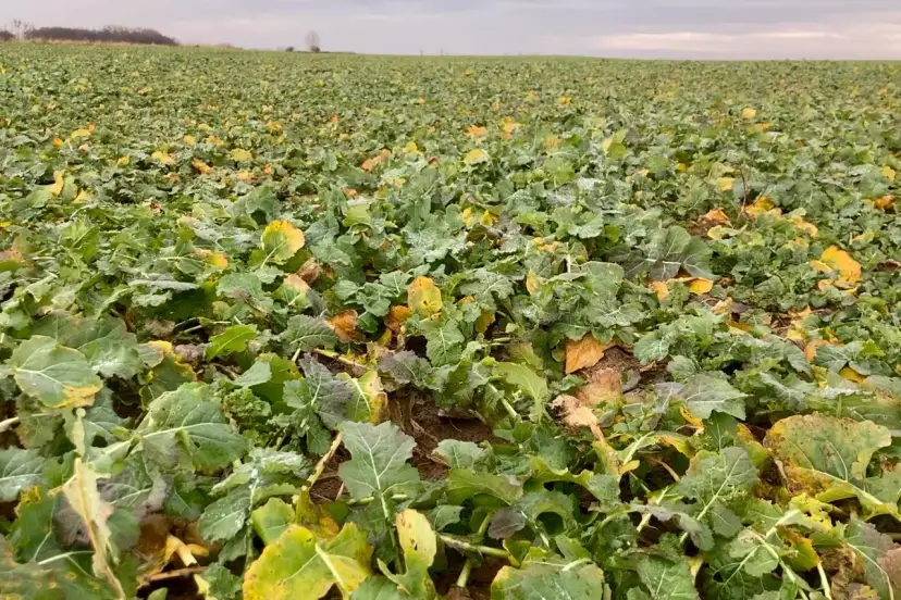 Kiedy siać nawóz na rzepak wiosną, aby uniknąć strat w plonach