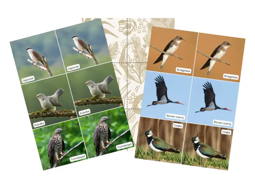 Gąsiorek, kukułka, brzegówka, bocian czarny, czajka – jakie ptaki odlatują na zimę? Familiada ptaków przygotowuje się do podróży.