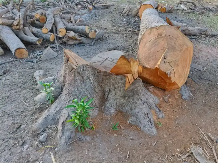 Kto może wyciąć drzewo? Poznaj zasady i uniknij problemów prawnych