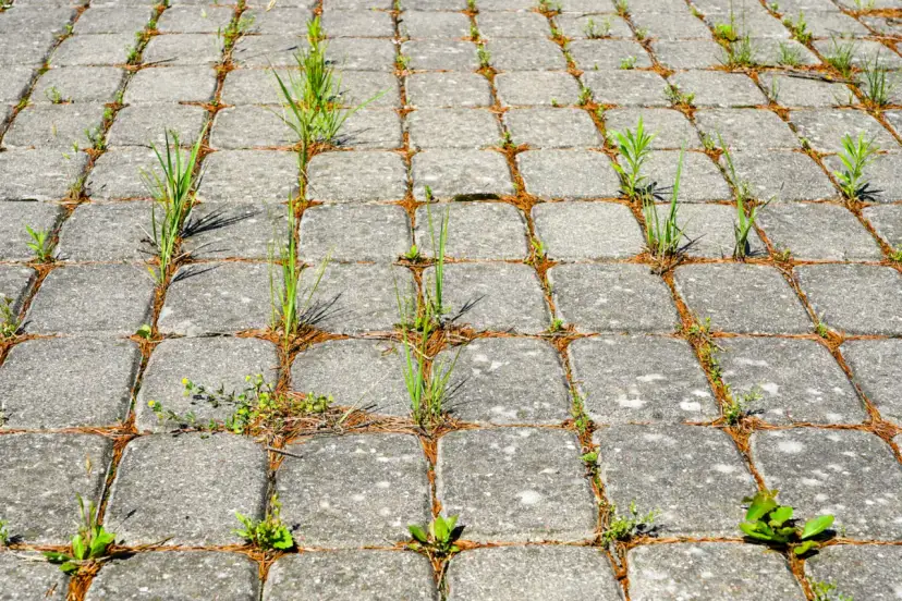 Skuteczne sposoby na usunięcie trawy z chodnika bez chemii