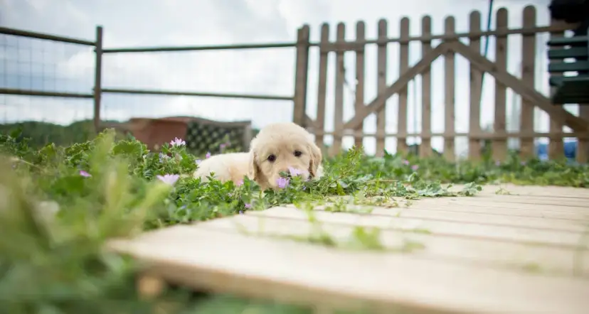 Ile kosztuje mały golden retriever? Sprawdź ceny i czynniki wpływające na koszt