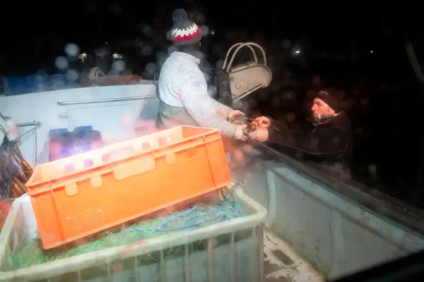 Połów śledzi w Bałtyku: Kiedy i gdzie zaplanować udany połów?