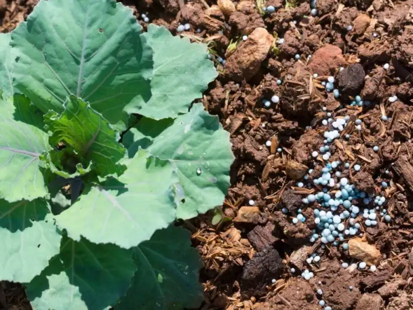 Jaki nawóz sztuczny pod warzywa? Odkryj, co naprawdę działa!