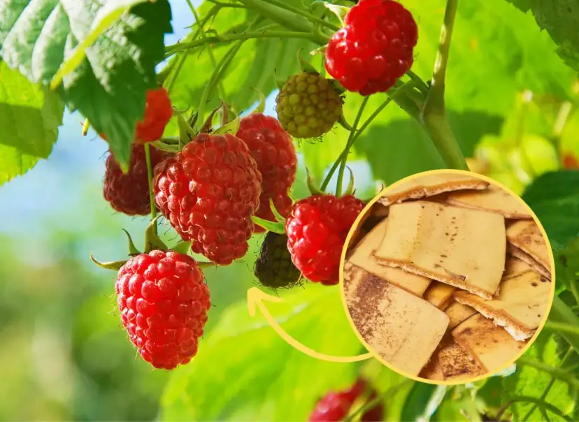 Jakie nawozy pod maliny letnie zapewnią zdrowe owoce i wzrost?