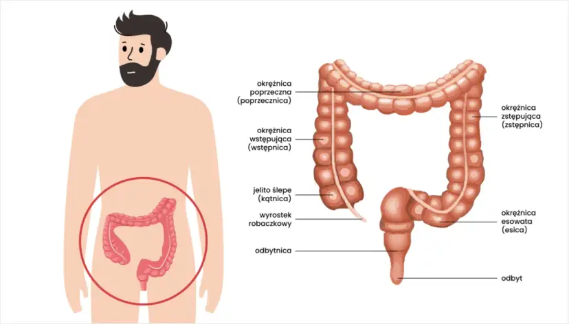 Gdzie znajduje się jelito grube? Zaskakujące fakty o jego lokalizacji