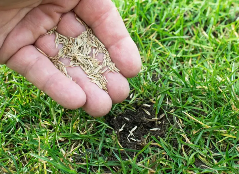 Najlepsza trawa na trawnik - opinie i porady z forum użytkowników