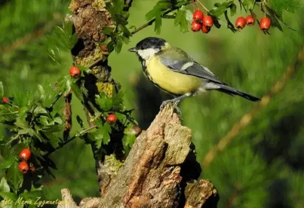 Czym żywi się krowa? Odkryj sekrety ich diety i zdrowia