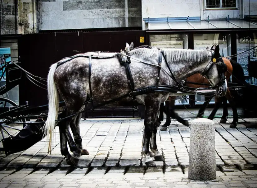 Łaska pańska na pstrym koniu jeździ: Co naprawdę oznacza?