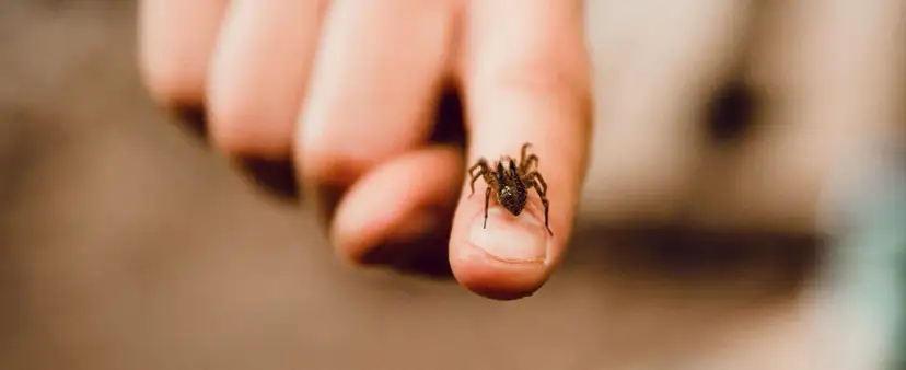 Jak się nazywa lęk przed pająkami i jak go pokonać?