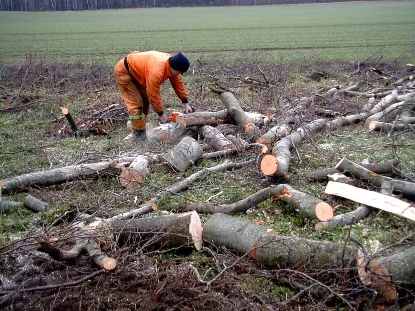 Drwal w pomarańczowym stroju tnie piłą mechaniczną ścięte drzewo na tle pola.