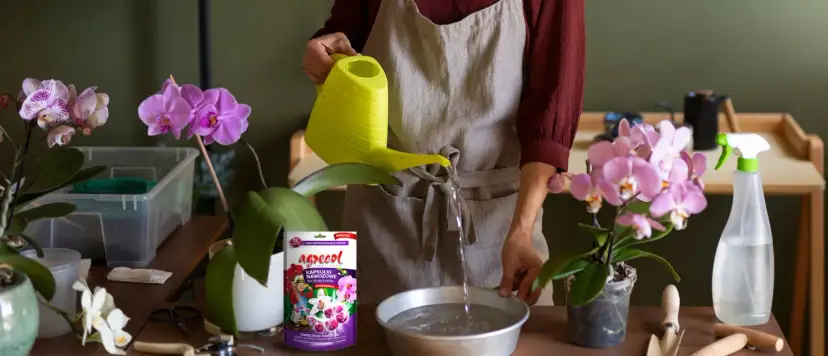 Jak skutecznie stosować nawóz Agrecol do storczyków i uniknąć błędów