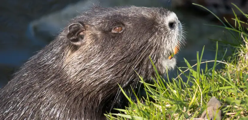 Jak przygotować kiełbasę z nutrii - proste przepisy i porady
