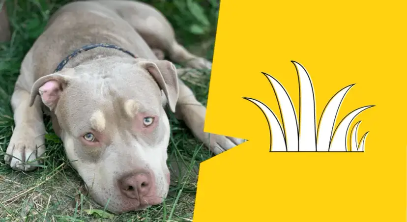 Czy pies może jeść trawę? Bezpieczne czy niezdrowe dla pupila?