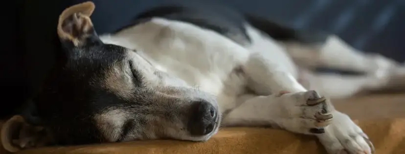 Ile kosztuje uśpienie psa? Poznaj ceny i dodatkowe koszty