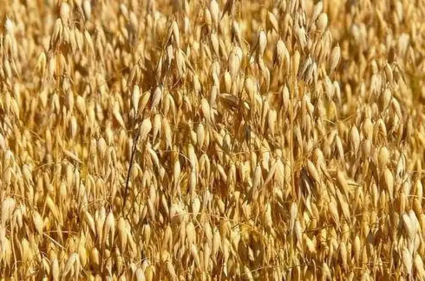 Ile nawozu na hektar owsa – uniknij błędów w nawożeniu i zwiększ plony