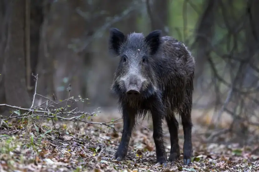 Dziki na osiedlu: jak się zachować i chronić? Poradnik