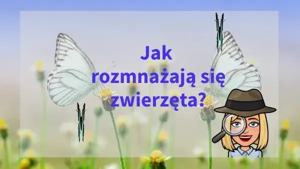 Jak rozmnażają się zwierzęta? Zaskakujące metody i strategie rozmnażania
