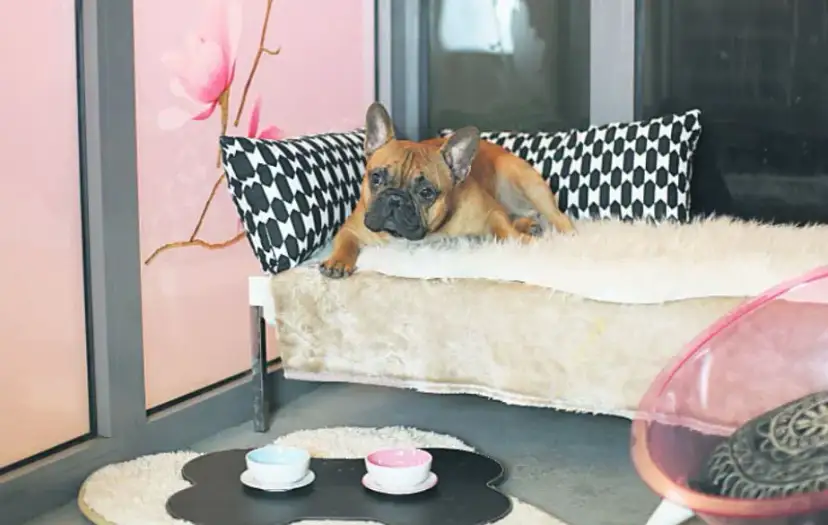 Jak wygląda hotel dla psów - co musisz wiedzieć przed wyborem