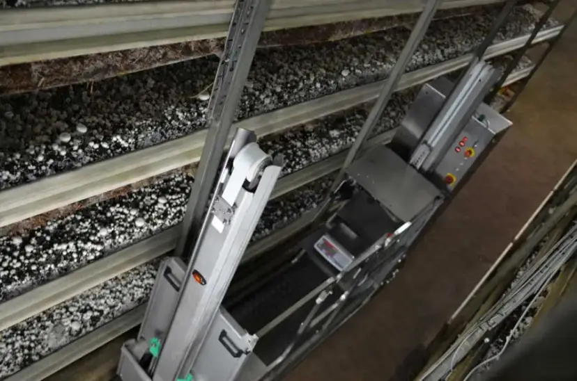 Ile kosztuje budowa pieczarkarni? Poznaj ukryte wydatki i oszczędności