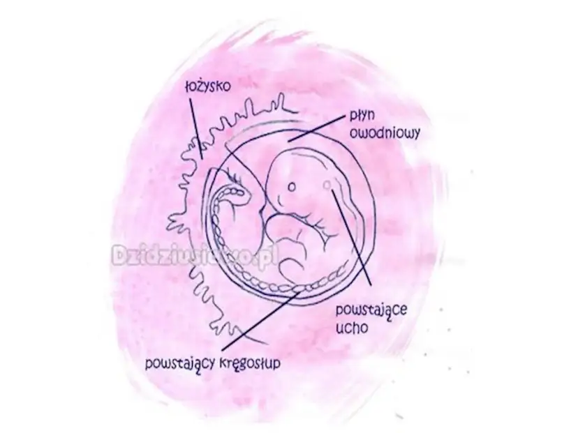 Ciąża 2 tygodnie przed okresem? Szanse i fakty o płodności