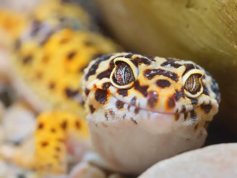 Gekon lamparci z bliska, z widocznymi oczami i cętkowanym wzorem.