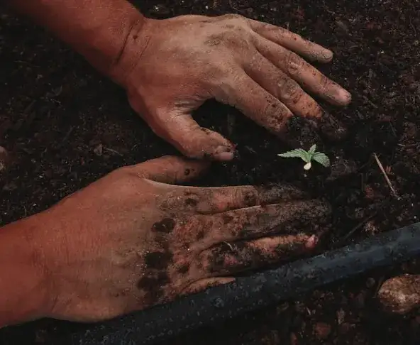 Konopie: roślina przyszłości między zrównoważonym rolnictwem a innowacją