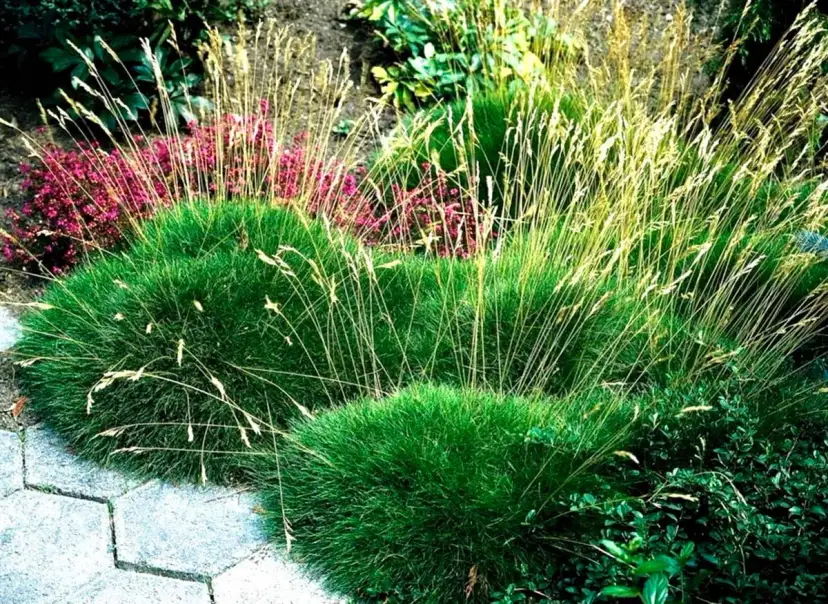 Kępy trawy niedźwiedziej tworzą zielone poduchy, a nad nimi wznoszą się delikatne źdźbła, tworząc piękną florystykę.