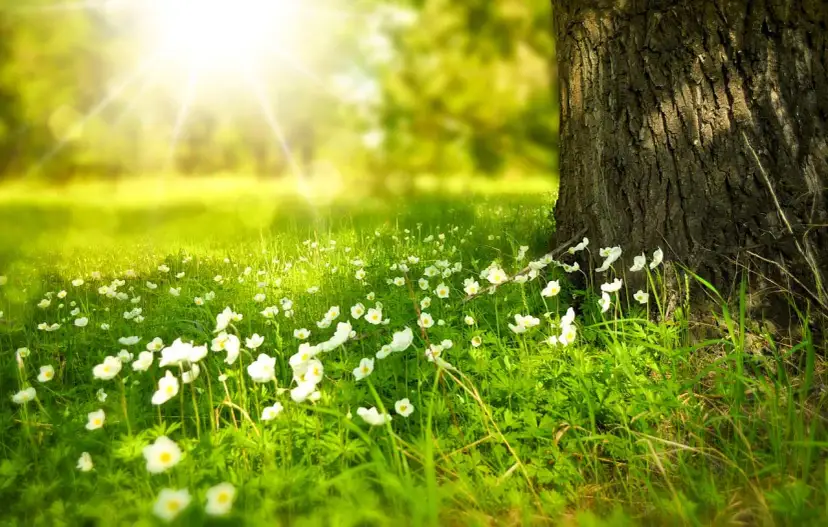 Słońce przebija się przez drzewa, oświetlając polanę pełną białych kwiatów. Wiosna budzi się do życia, a te kwiaty to tylko jedna z wielu ciekawostek o wiośnie.