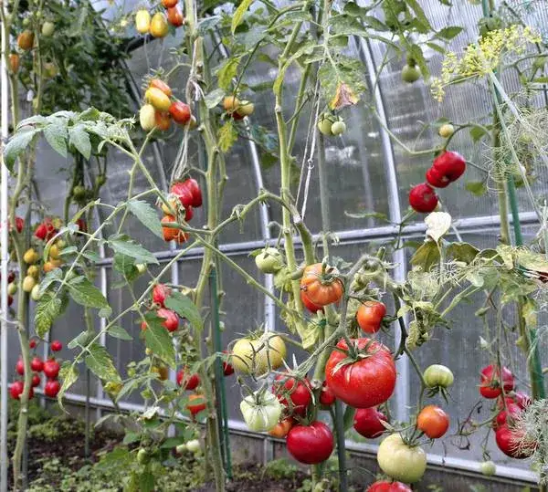Co sadzić z pomidorami w szklarni, aby uniknąć problemów i zwiększyć plony