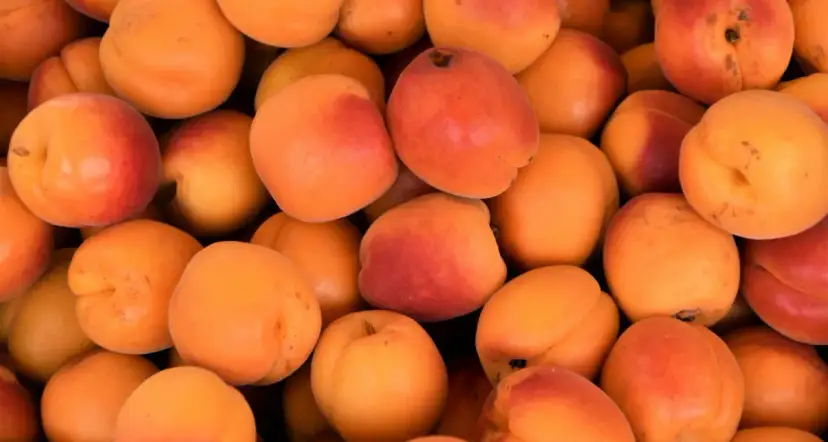 Morele dla psa: Suszone NIE, świeże TAK? Pełny poradnik.