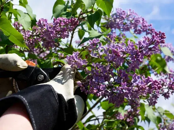 Jak przycinać bez? Poradnik po kwitnieniu dla obfitych kwiatów