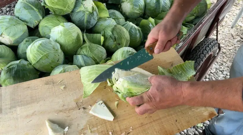 Ile dni kisi się kapusta? Sprawdź, jak uzyskać idealną kiszonkę