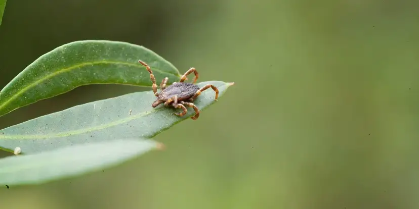 Wie schnell sind zecken und wie gefährlich ist ihre Geschwindigkeit?