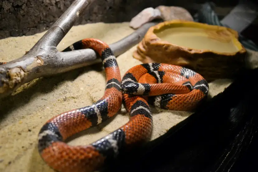 Pomarańczowy wąż z czarnymi i białymi pasami leży na piasku obok miseczki z wodą i gałęzi.