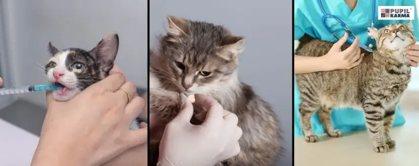 Kiedy odrobaczać koty? Kompletny przewodnik dla zdrowia pupila i rodziny