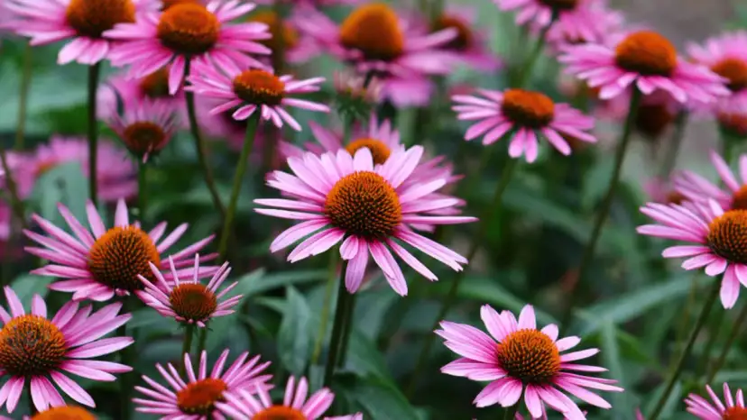 Jeżówki z czym sadzić: najlepsze rośliny do harmonijnego ogrodu