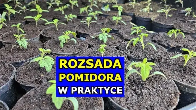 Pomidory: Kiedy siać? Kalendarz siewu i sekrety rozsady