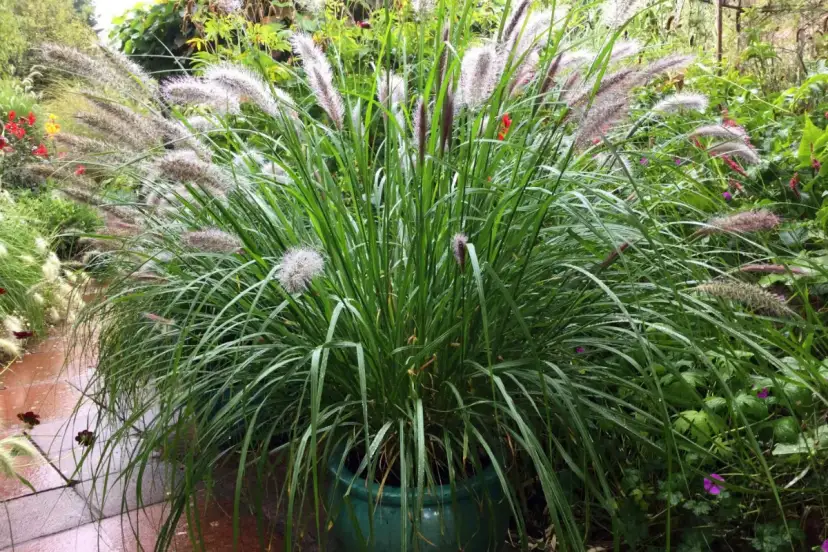 Jak gęsto sadzić rozplenicę japońską 'Hameln' dla lepszego wzrostu