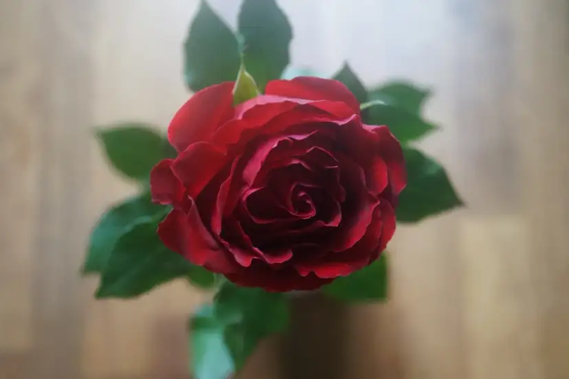 Pąsowa róża, symbol namiętności i głębokiej miłości, rozkwita w pełnej krasie.