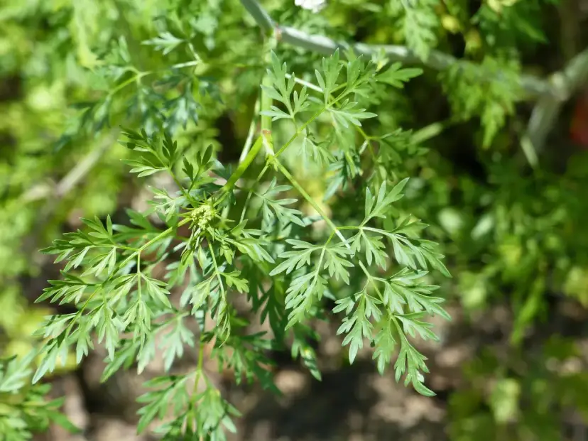 Kłujący chwast: jak go rozpoznać i skutecznie zwalczać w ogrodzie