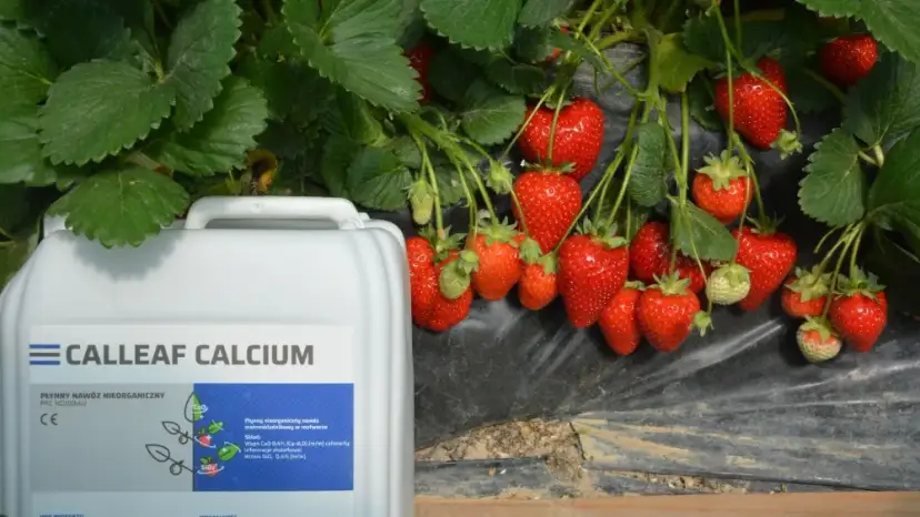 Jaki nawóz na kwitnienie truskawek? Sprawdź najlepsze rozwiązania