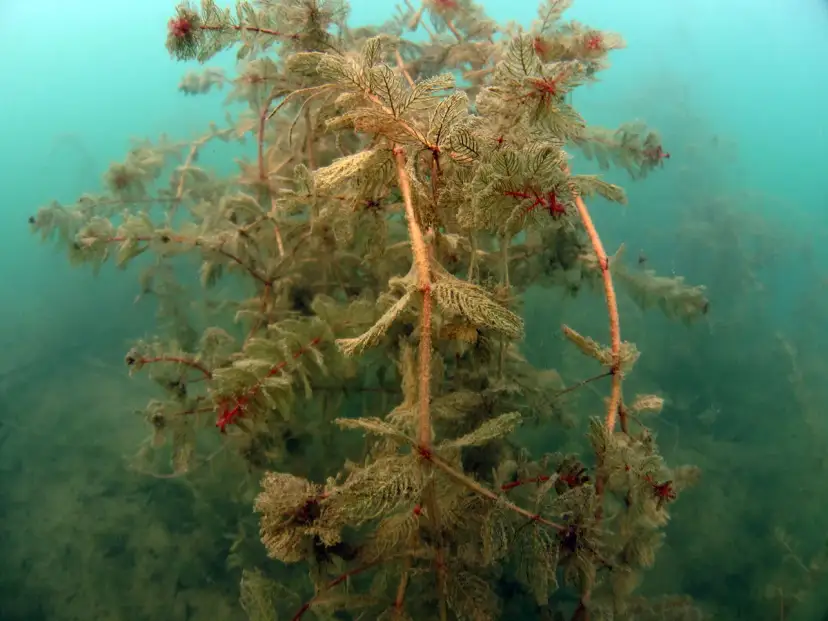 Nurkowanie w Jeziorze Tarnobrzeskim: Atrakcyjne miejsca i warunki