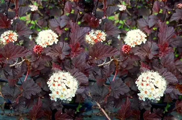 Pęcherznica co ile sadzić, aby uniknąć błędów w ogrodzie
