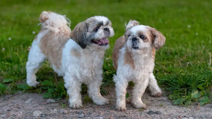 Twój pies się boi? Co na uspokojenie: od ziół po leki weterynaryjne