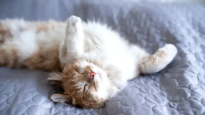 Ile śpią małe kotki? Zaskakujące fakty o ich snach i rozwoju