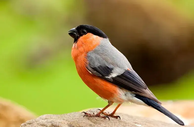 Czym się żywią gile - sekrety ich diety i ulubione pokarmy