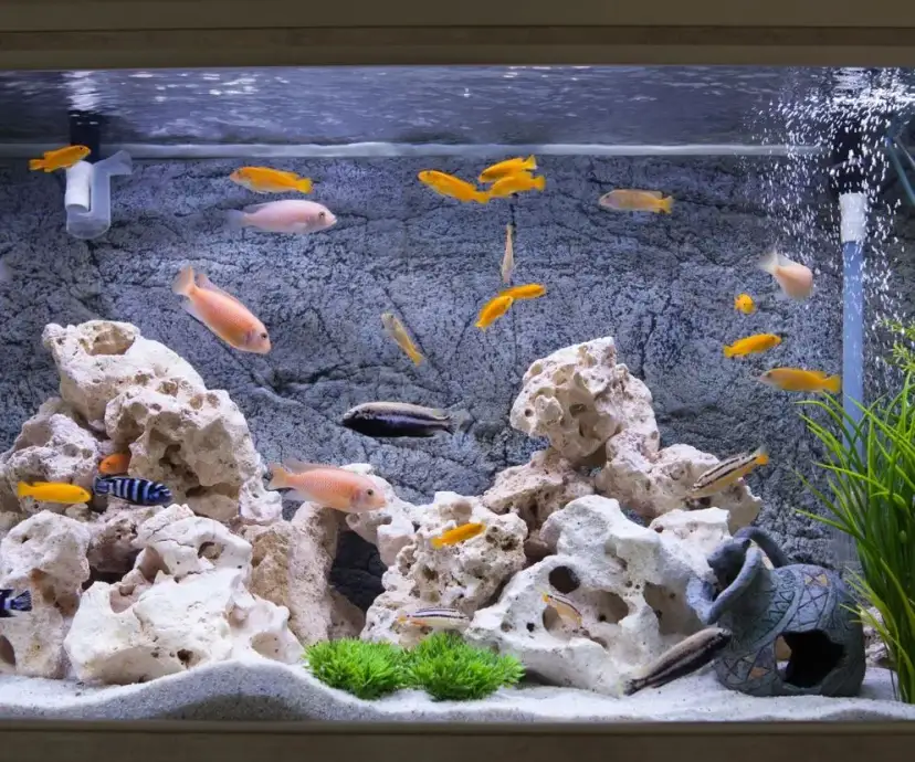Małe akwarium: jakie rybki wybrać? Przewodnik dla początkujących