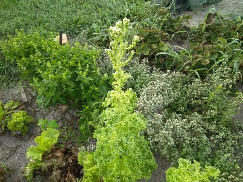 Kwitnienie sałaty: Jak zapobiegać i cieszyć się zbiorami?