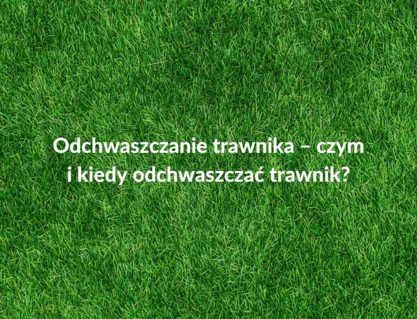 Kiedy opryskiwać chwasty na trawniku, aby uniknąć ich rozprzestrzenienia?