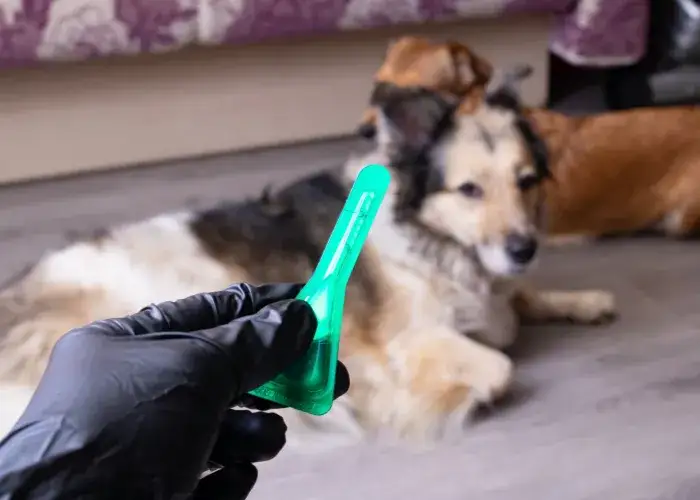 Co ile odrobaczać psa, aby zapewnić mu zdrowie i bezpieczeństwo?